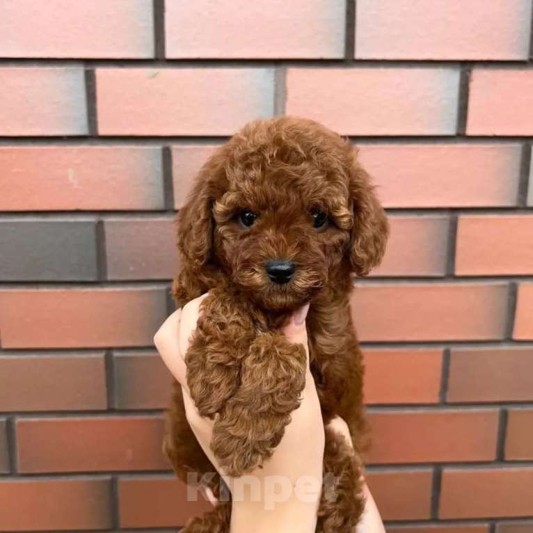 Собаки в Новосибирске: Той-пудель, щенок Девочка, 150 000 руб. - фото 6