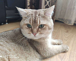 Кошки в Москве: Британский кот вязка Мальчик, 1 руб. - фото 1