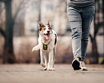 Собаки в Москве: Самый обнимашечный парень ищет дом. Мальчик, 10 руб. - фото 6