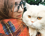 Кошки в Калуге: Британец на вязку, 1 300 руб. - фото 2