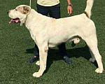 Собаки в Братске: Ищем кобеля Алабая, 30 000 руб. - фото 4