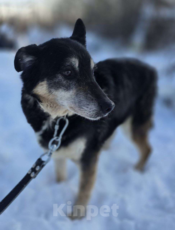 Собаки в Королеве: Нежная, трогательная Агата в поисках дома! Девочка, Бесплатно - фото 2