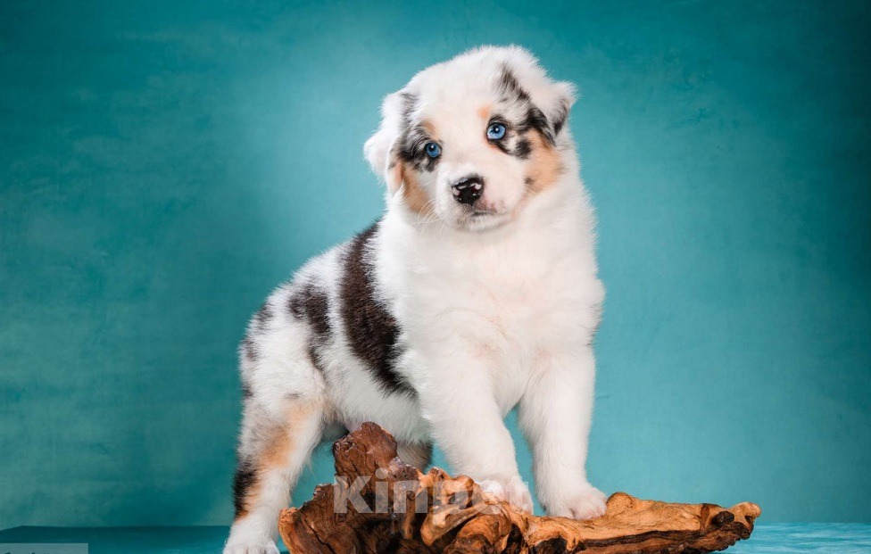 Собаки в других городах Московской области: Австралийская овчарка, аусси Мальчик, 150 000 руб. - фото 1