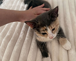 Кошки в Котельнике: Котик в добрые руки Девочка, Бесплатно - фото 4