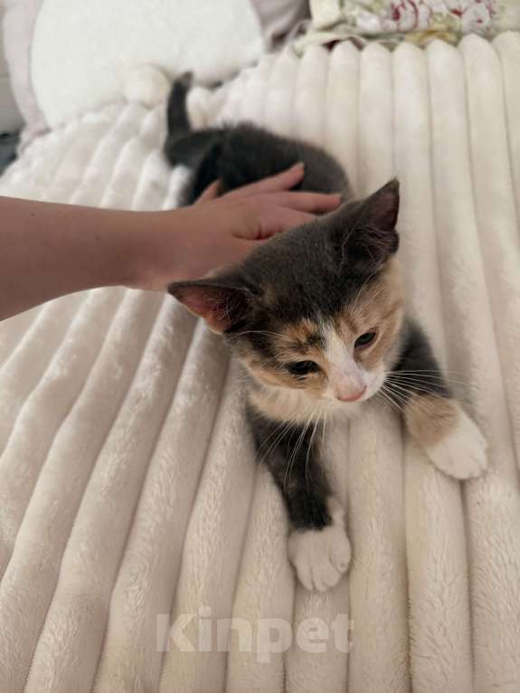 Кошки в Котельнике: Котик в добрые руки Девочка, Бесплатно - фото 4