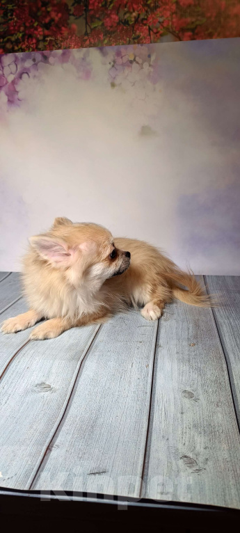 Собаки в Москве: Рыжий дш мальчик Мальчик, 18 000 руб. - фото 2