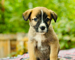 Собаки в Подольске: Щенок Бэлла Девочка, Бесплатно - фото 4