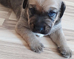 Собаки в Краснодаре: Щенок лабрадора  Девочка, 100 руб. - фото 1