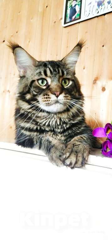 Кошки в Челябинске: 🔥🔥🔥МАЛЬЧИК МЕЙН-КУН ПИТОМНИК Мальчик, 15 000 руб. - фото 2