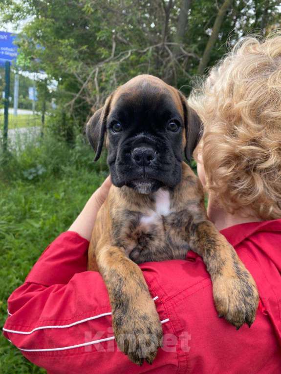 Собаки в Казани: Веселые боксерята Девочка, 50 000 руб. - фото 5