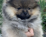 Собаки в Краснослободске: Померанский шпиц  Мальчик, 85 000 руб. - фото 5