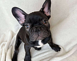 Собаки в Санкт-Петербурге: Французский бульдог щенок  Мальчик, 40 000 руб. - фото 1