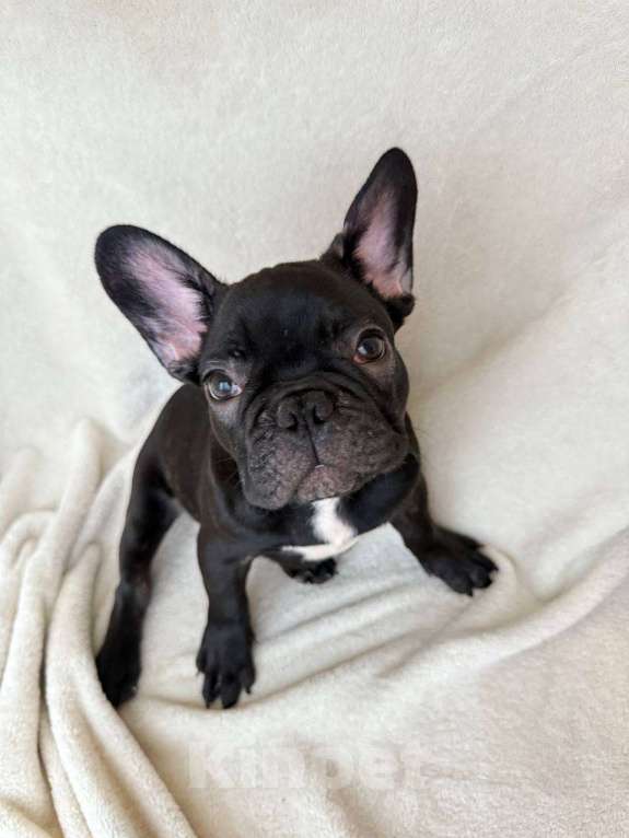Собаки в Санкт-Петербурге: Французский бульдог щенок  Мальчик, 40 000 руб. - фото 1