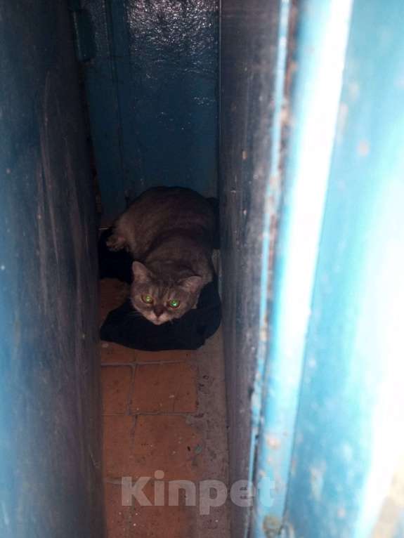 Кошки в Томске: Найдена кошка Девочка, Бесплатно - фото 1