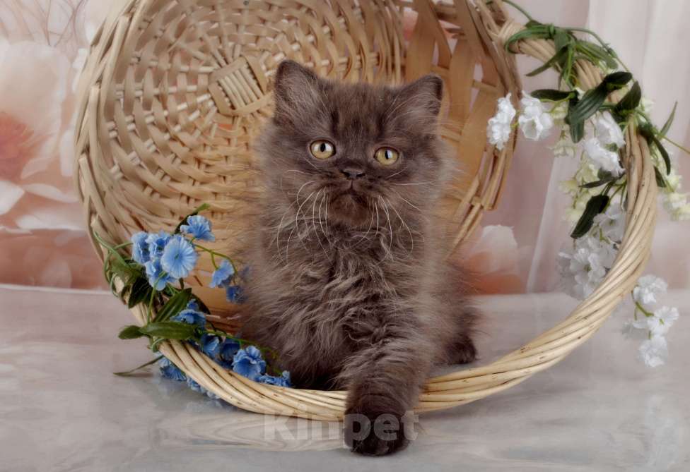 Кошки в Санкт-Петербурге: Британский котенок, девочка мулатка-шоколадка Девочка, 38 000 руб. - фото 8