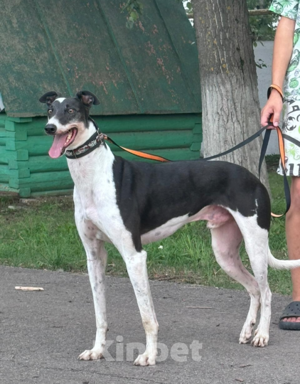 Собаки в Тамбове: Хантер  Мальчик, Бесплатно - фото 4