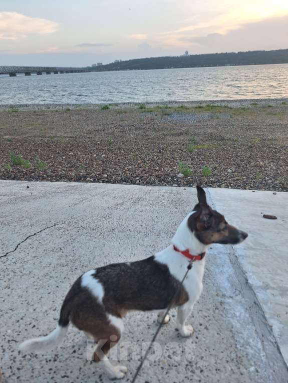 Собаки в Ульяновске: Девочка Джек Рассел терьер отдам в добрые руки Девочка, Бесплатно - фото 3