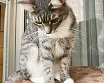 Кошки в Москве: Изящная полосатая кошечка Шурочка ищет дом, в добрые руки  Девочка, Бесплатно - фото 8