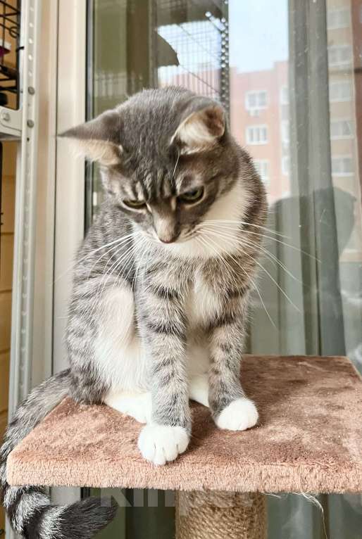 Кошки в Москве: Изящная полосатая кошечка Шурочка ищет дом, в добрые руки  Девочка, Бесплатно - фото 8