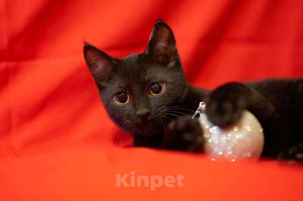 Кошки в Москве: Самый робкий котенок ищет дом Мальчик, Бесплатно - фото 4