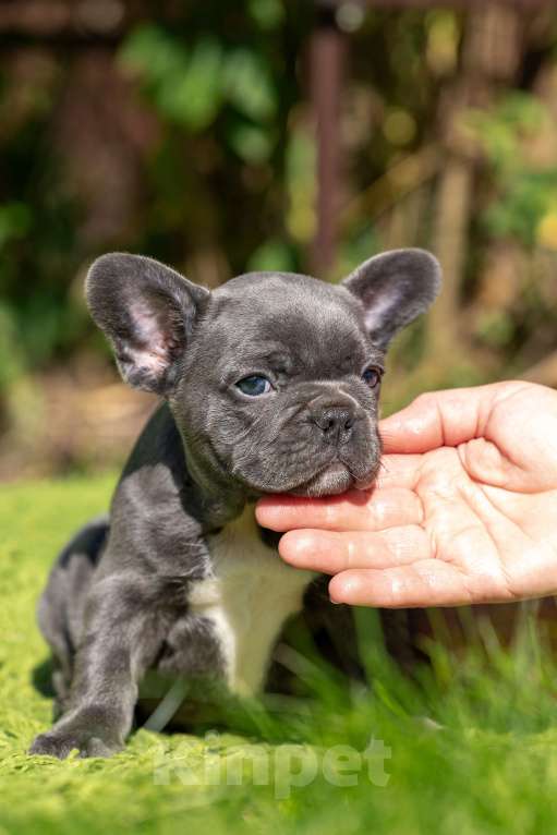 Собаки в Москве: Французский бульдог девочка Девочка, Бесплатно - фото 2