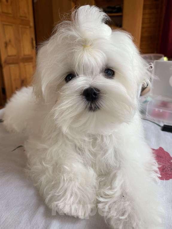 Собаки в Москве: Мальтезе мальчик мини 4 месяца  Мальчик, 100 000 руб. - фото 2