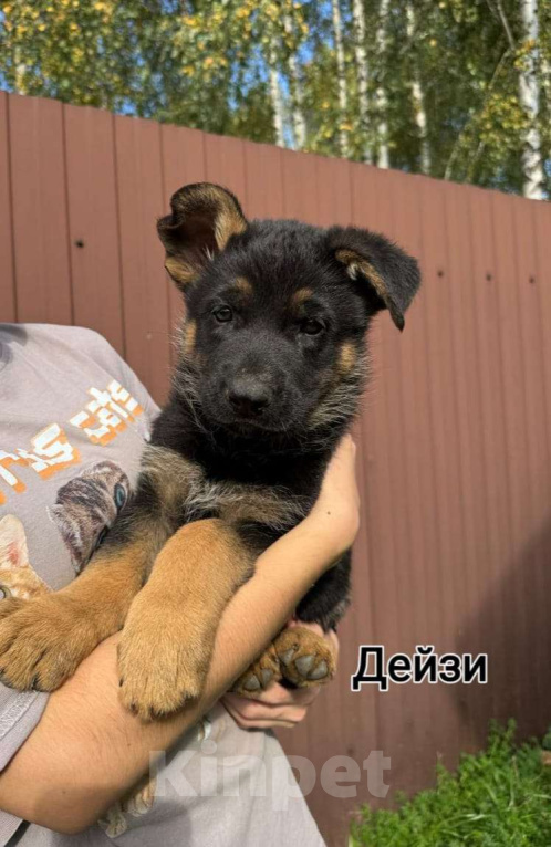 Собаки в других городах Владимирской области: Дейзи  Девочка, 75 000 руб. - фото 1