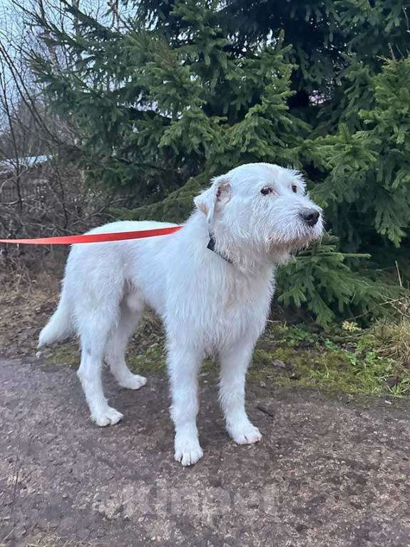 Собаки в Санкт-Петербурге: Беляш и Рыжуля, два невероятных пса, очень ждут свой дом и человека. Мальчик, Бесплатно - фото 4