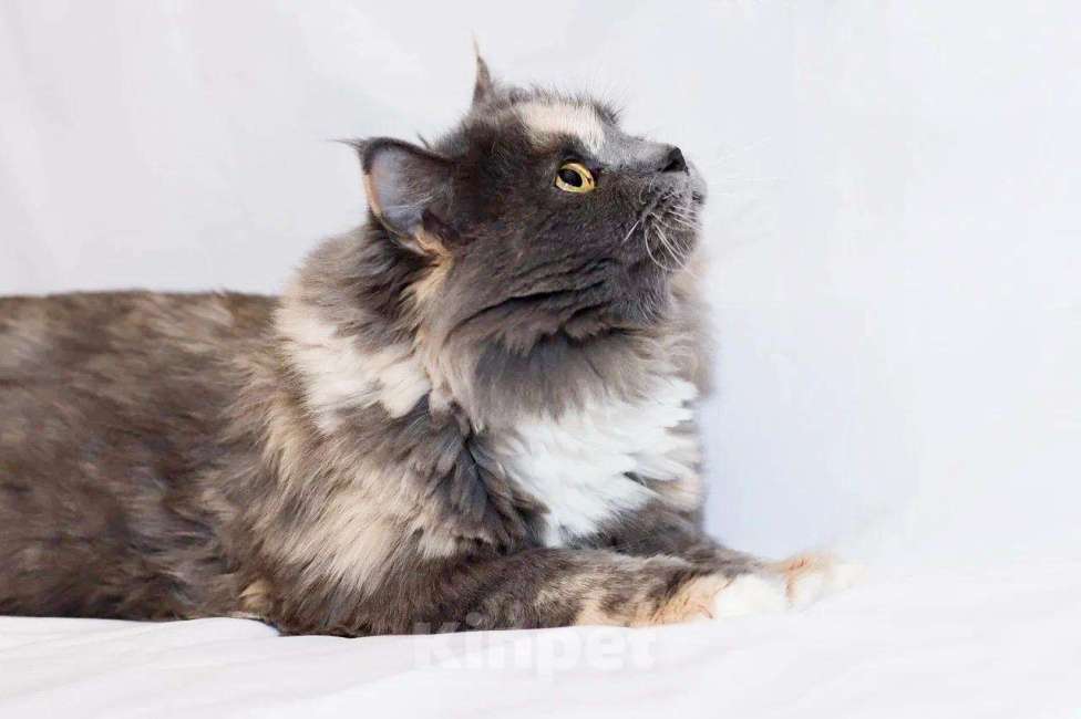 Кошки в Москве: Пушистая кошечка Таис ищет семью, в добрые руки Девочка, Бесплатно - фото 8