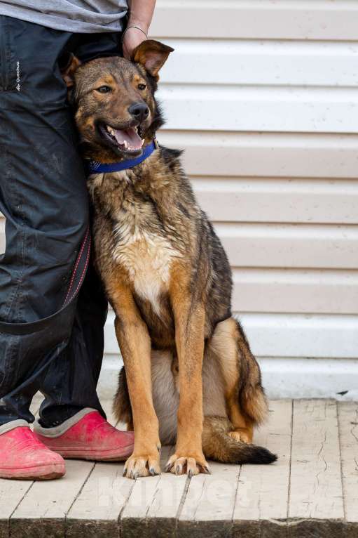 Собаки в Москве: Люсьен. Красавец пес из приюта Мальчик, Бесплатно - фото 5