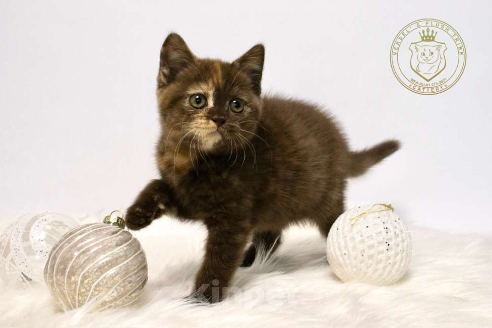 Кошки в Люберцах: Британский котенок Девочка, 50 000 руб. - фото 1