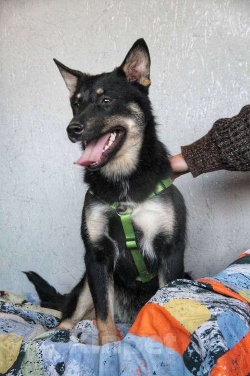 Собаки в Санкт-Петербурге: Самая лучшая собака. Зара ищет дом Девочка, Бесплатно - фото 3