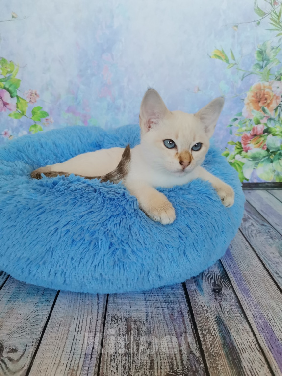 Кошки в Москве: Тайские котята из питомника Мальчик, Бесплатно - фото 2