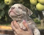 Собаки в Лыткарино: Девочка AMERICAN BULLY 🔥🔥🔥 Девочка, 110 000 руб. - фото 7