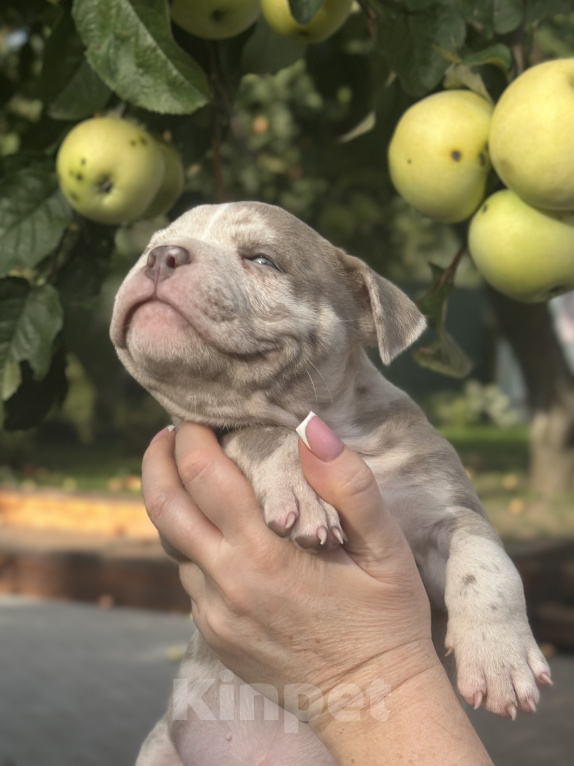Собаки в Лыткарино: Девочка AMERICAN BULLY 🔥🔥🔥 Девочка, 110 000 руб. - фото 7