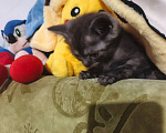 Кошки в Рязани: Кошечка Девочка, 3 000 руб. - фото 2