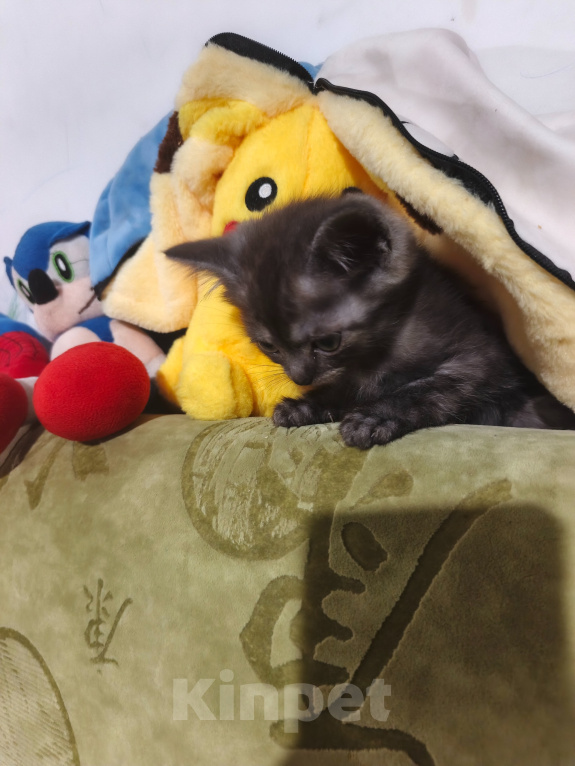 Кошки в Рязани: Кошечка Девочка, 3 000 руб. - фото 2