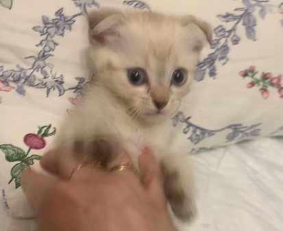 Шотландский вислоухий котёнок