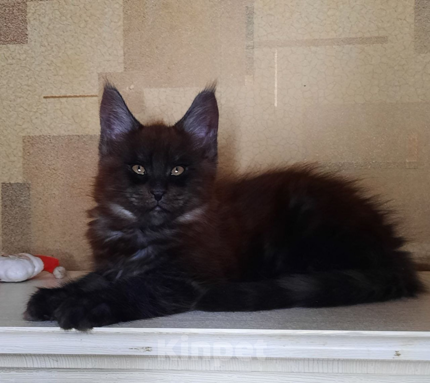 Кошки в Воронеже: Котенок мейн-кун Мальчик, 50 000 руб. - фото 3