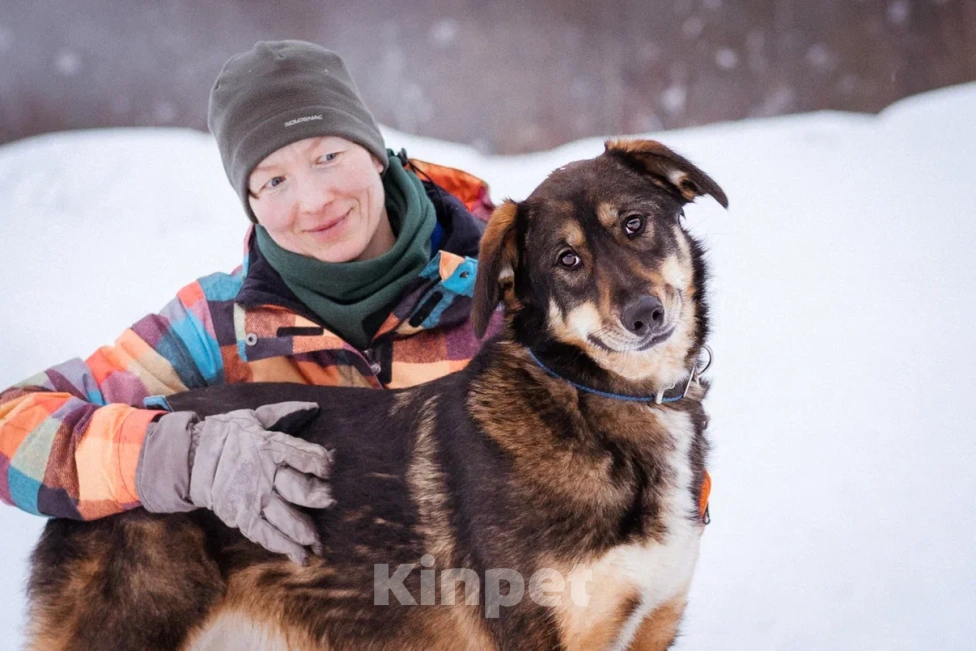 Собаки в Москве: Ариэль ищет свою любящую семью Девочка, Бесплатно - фото 5