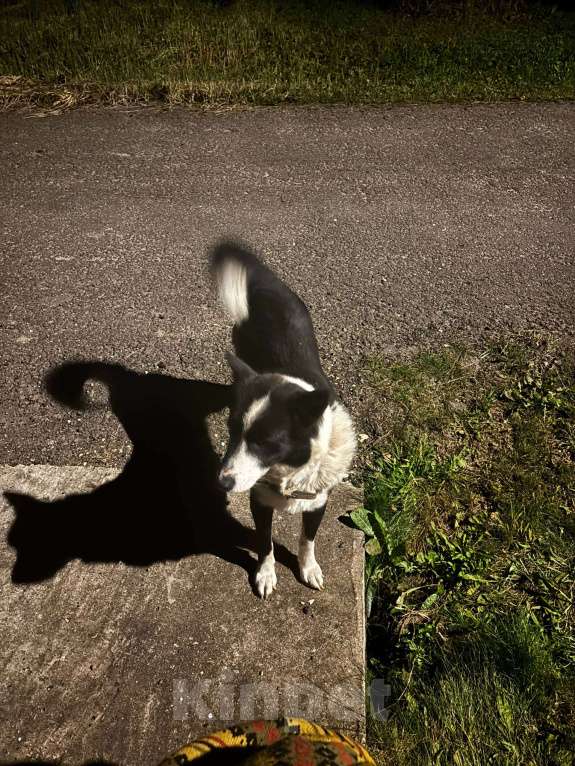 Собаки в других городах Калужской области: Найдена собака Мальчик, Бесплатно - фото 4