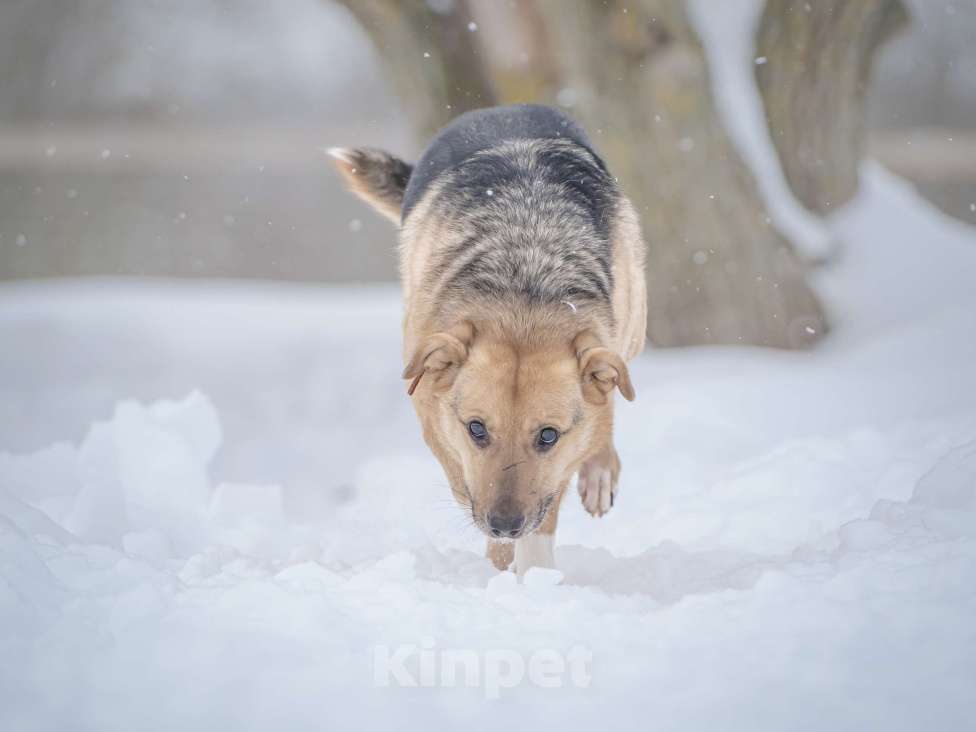 Собаки в Москве: Собака улыбака Джонни ждет своего родного человека, свою семью! Мальчик, Бесплатно - фото 7