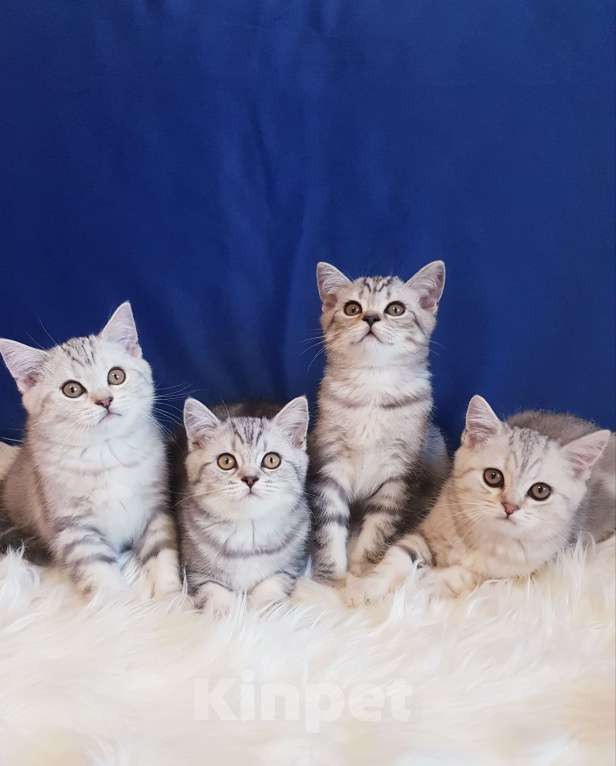 Кошки в Санкт-Петербурге: Котята Шотландской кошки Мальчик, Бесплатно - фото 1
