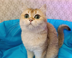 Кошки в Санкт-Петербурге: Золотая кошечка Девочка, 1 000 руб. - фото 2