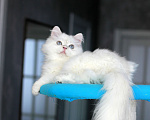 Кошки в Новосибирске: Нежное облако серебра Мальчик, 50 000 руб. - фото 1