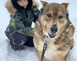 Собаки в Москве: Мэтью Мальчик, Бесплатно - фото 2