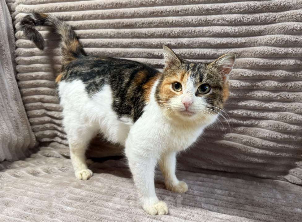 Кошки в Москве: Ирис ищет дом ‼️ Девочка, Бесплатно - фото 6