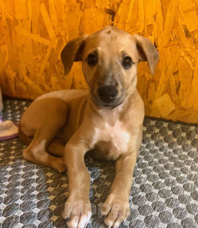 Собаки в Кубинке: Щенки породы Уиппет  Девочка, Бесплатно - фото 3