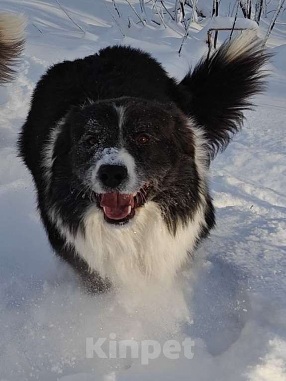 Собаки в Новосибирске: Предлагаеться к вязке. кобель БОРДЕР КОЛЛИ. Мальчик, Бесплатно - фото 4