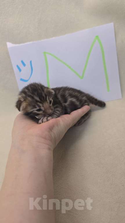 Кошки в Ростове-на-Дону: Бенгальские тигрята Мальчик, 60 000 руб. - фото 3